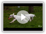 English Setter Field Tests | Too Cute!